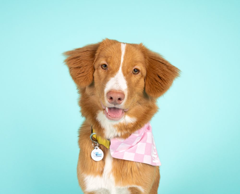 Pet portrait — Newt