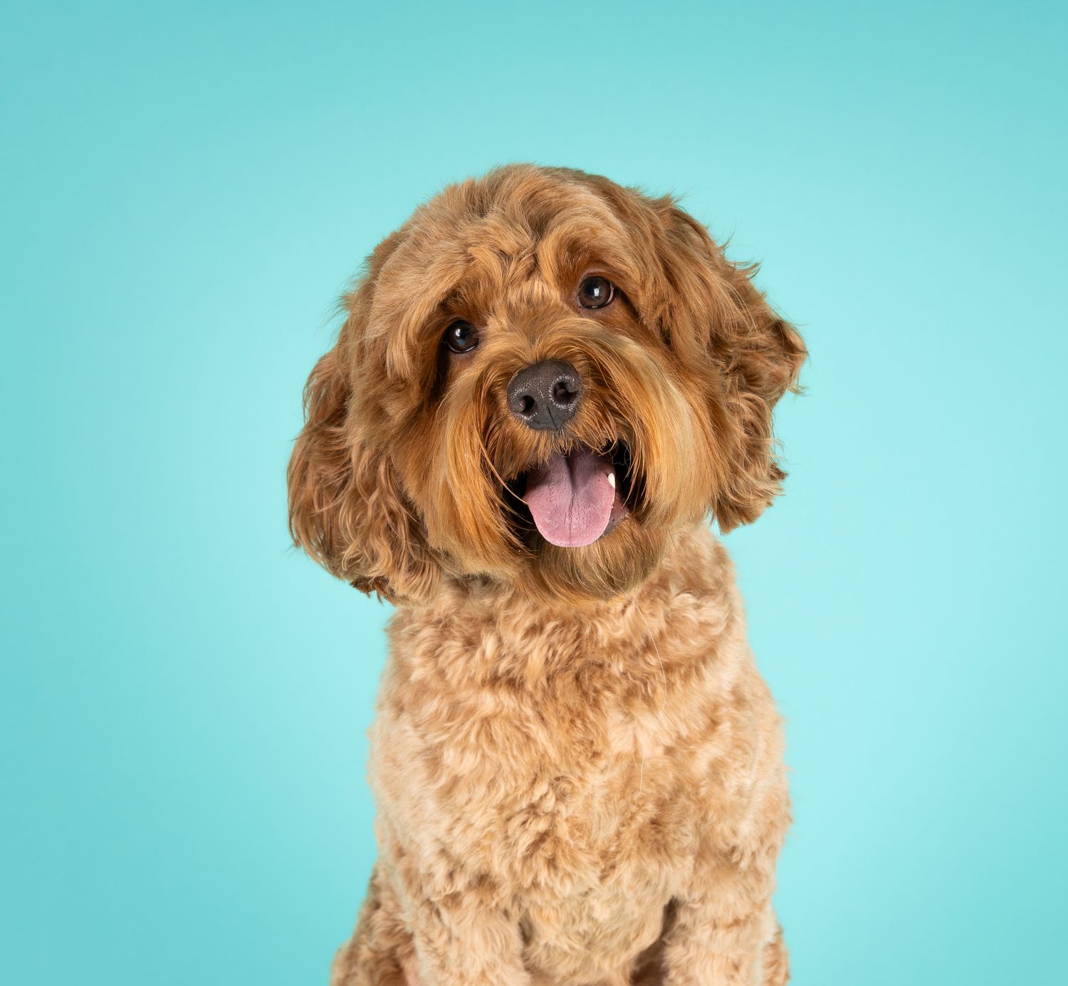 Pet portrait — Calvin
